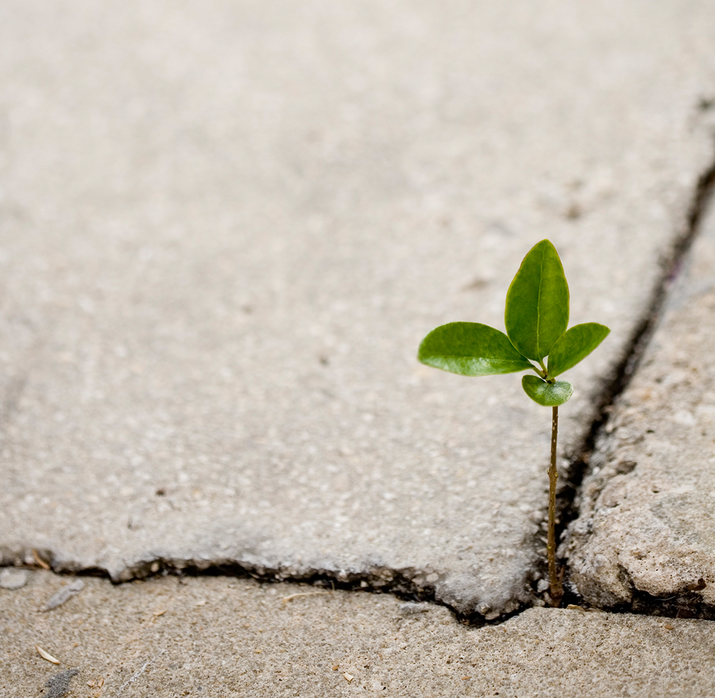 plant sprouting in sidewalk