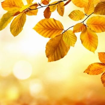 Autumn leaves in yellow