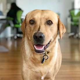 Pimm's Pup is a cheerful-looking golden retriever. He is smiling at the camera in the Online Optimism office.