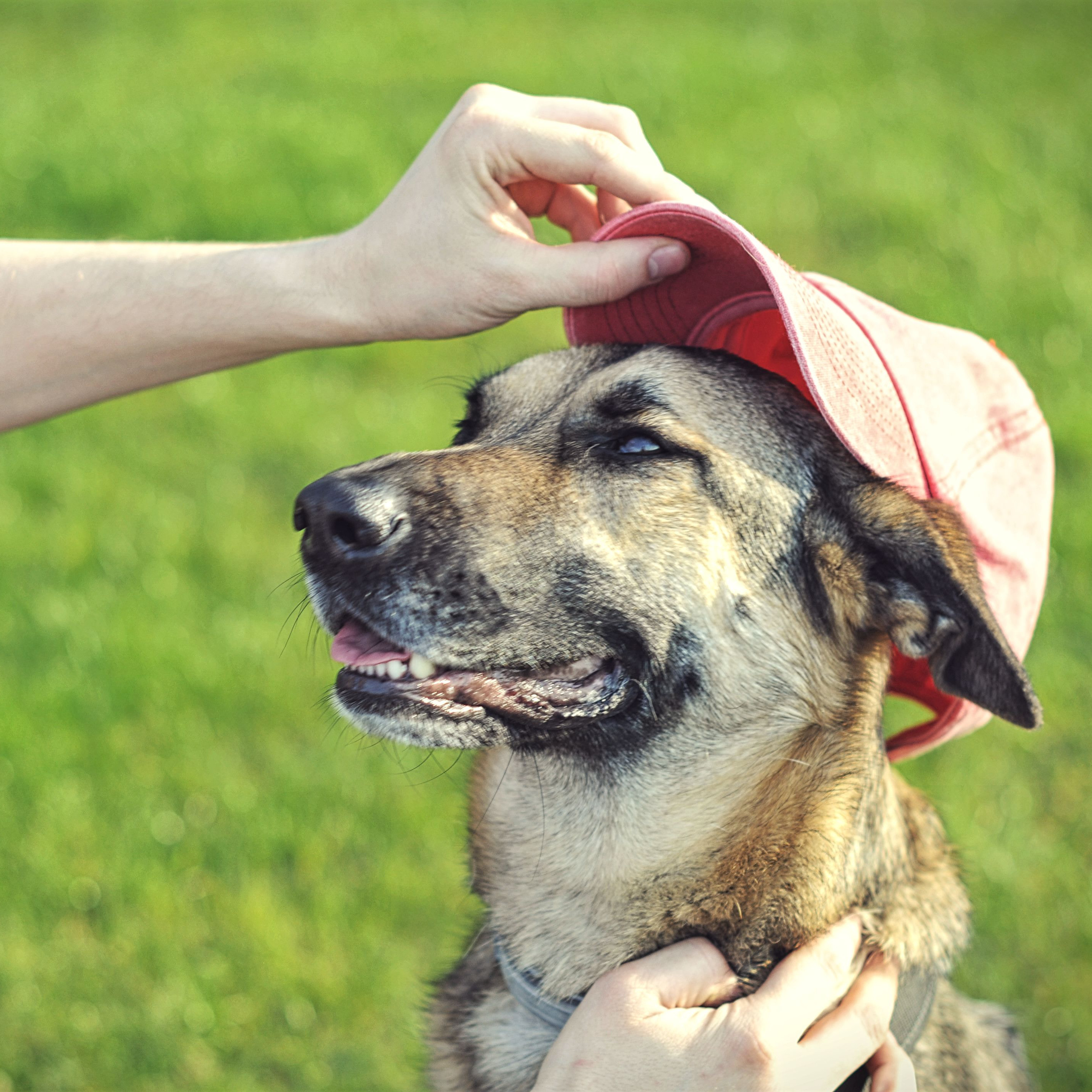 Making your dog instagram hot sale famous