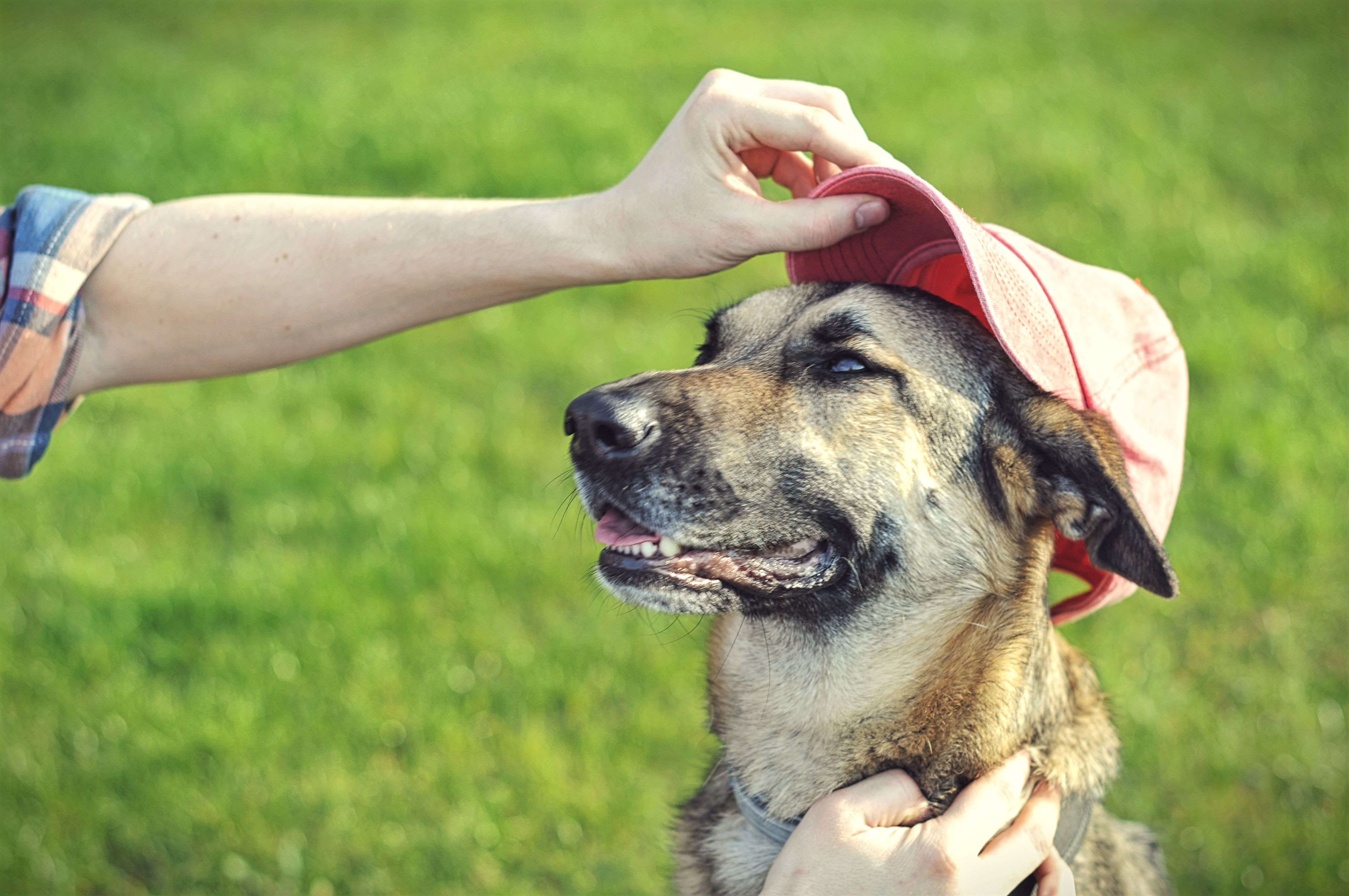 Dog accounts, like any social media accounts, should cater their content to their audience, even if that means sillier photos, such as this dog in a baseball hat.