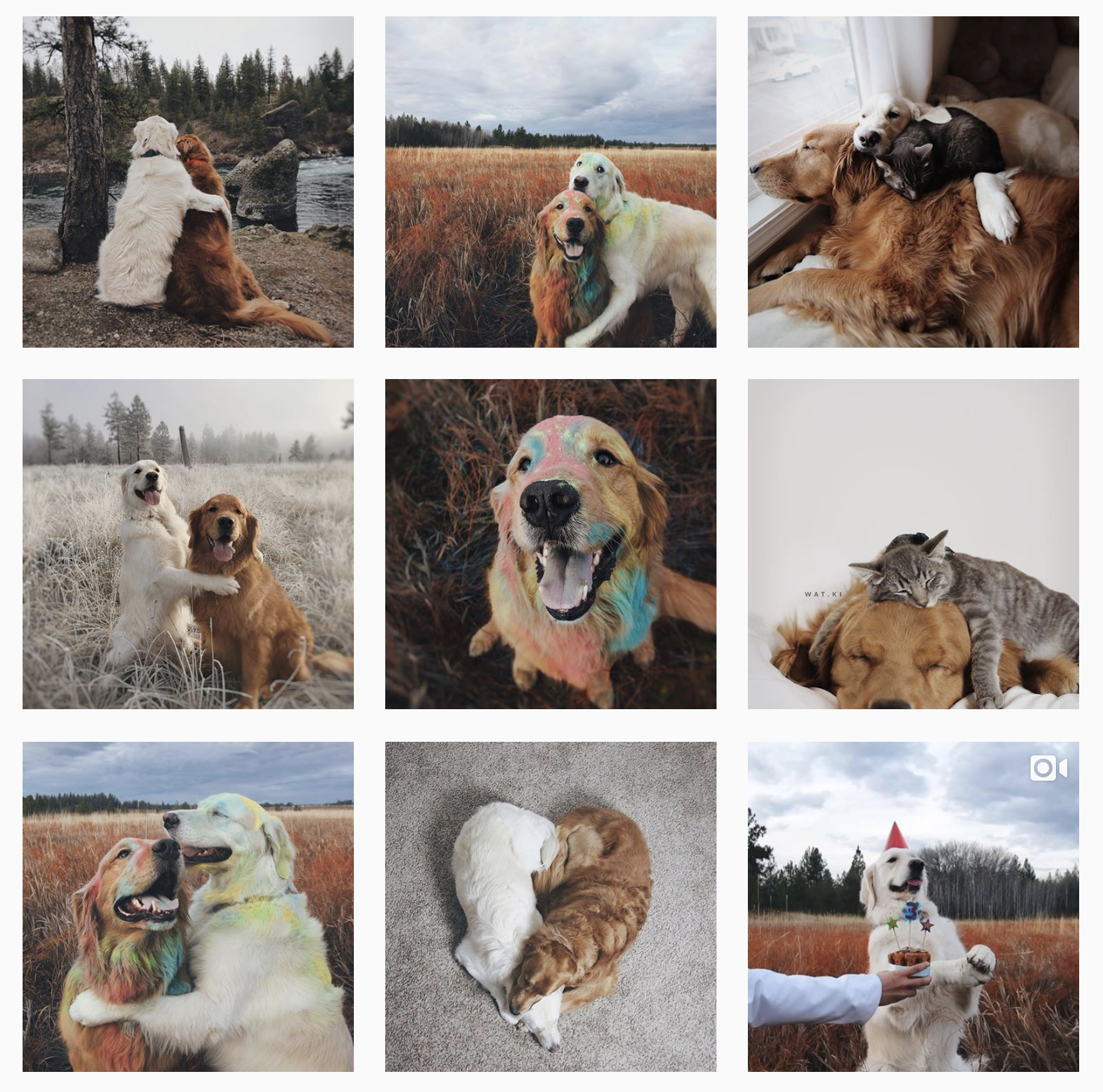 A photographer styled dog account such as this posts less frequently but has a cohesive aesthetic and professional-quality photos in each post.