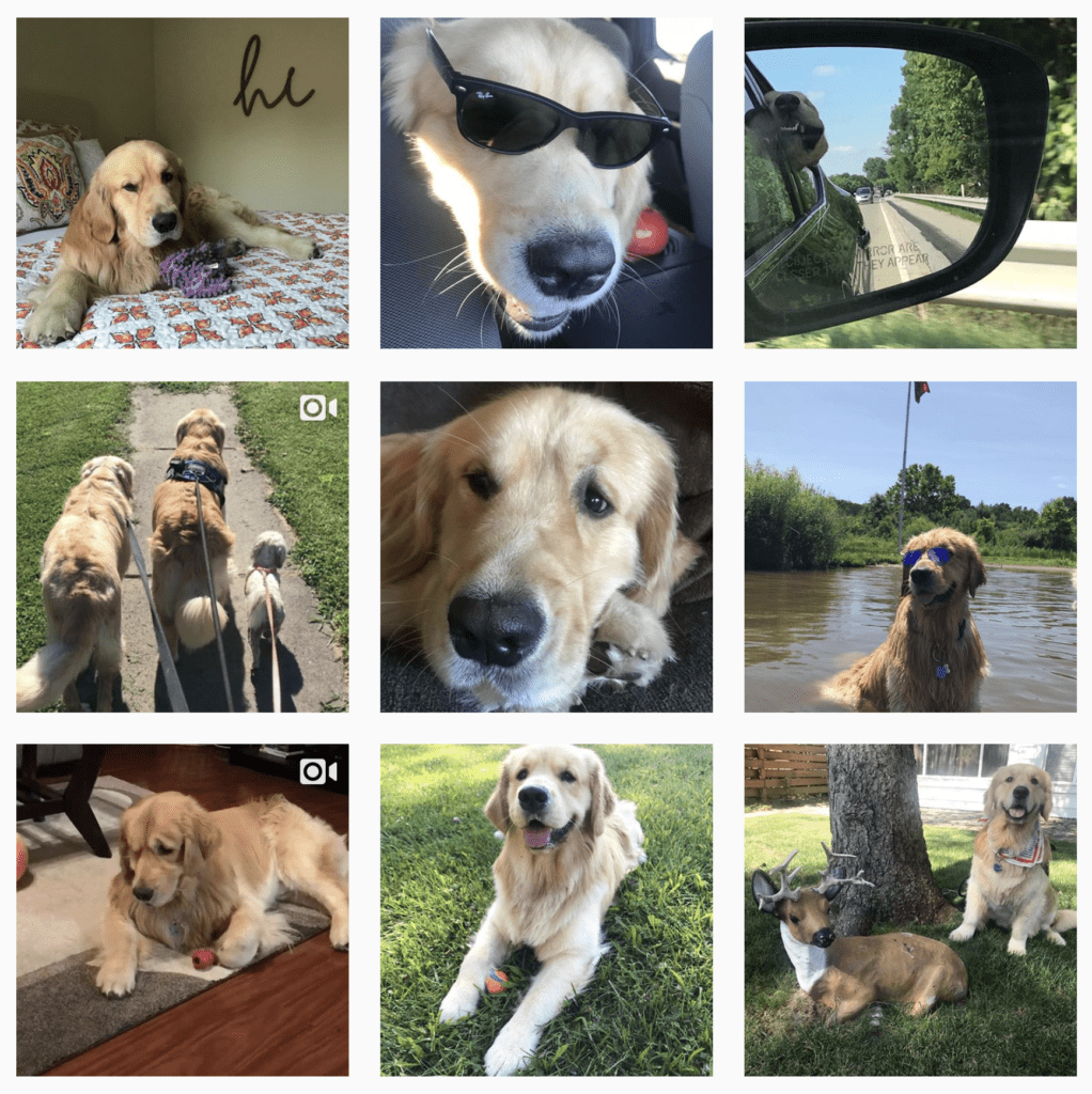 How to Get Your Dog Famous on Instagram Online Optimism