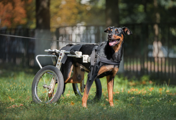 Happy dog in wheelchair