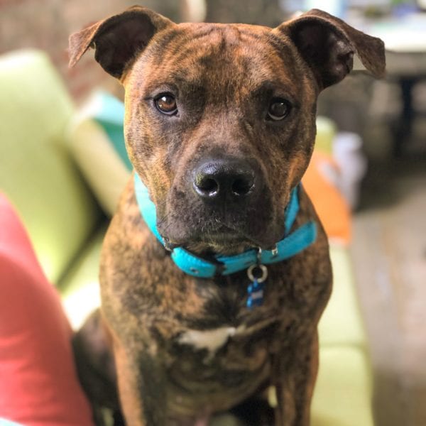 Frankie