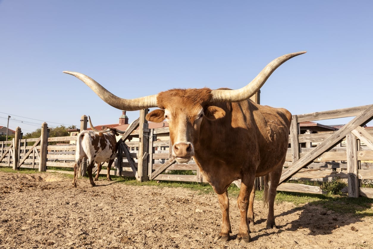 Bulls Fort Worth