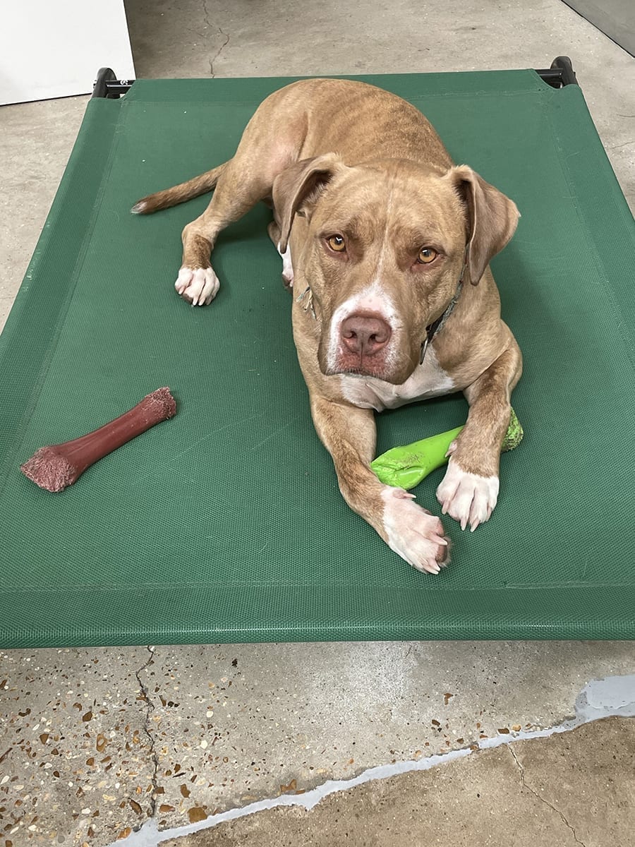 Teddy, a large brown dog with white paws, lounges with gravitas on a green dog bed. He holds a bright green toy and is listening closely.