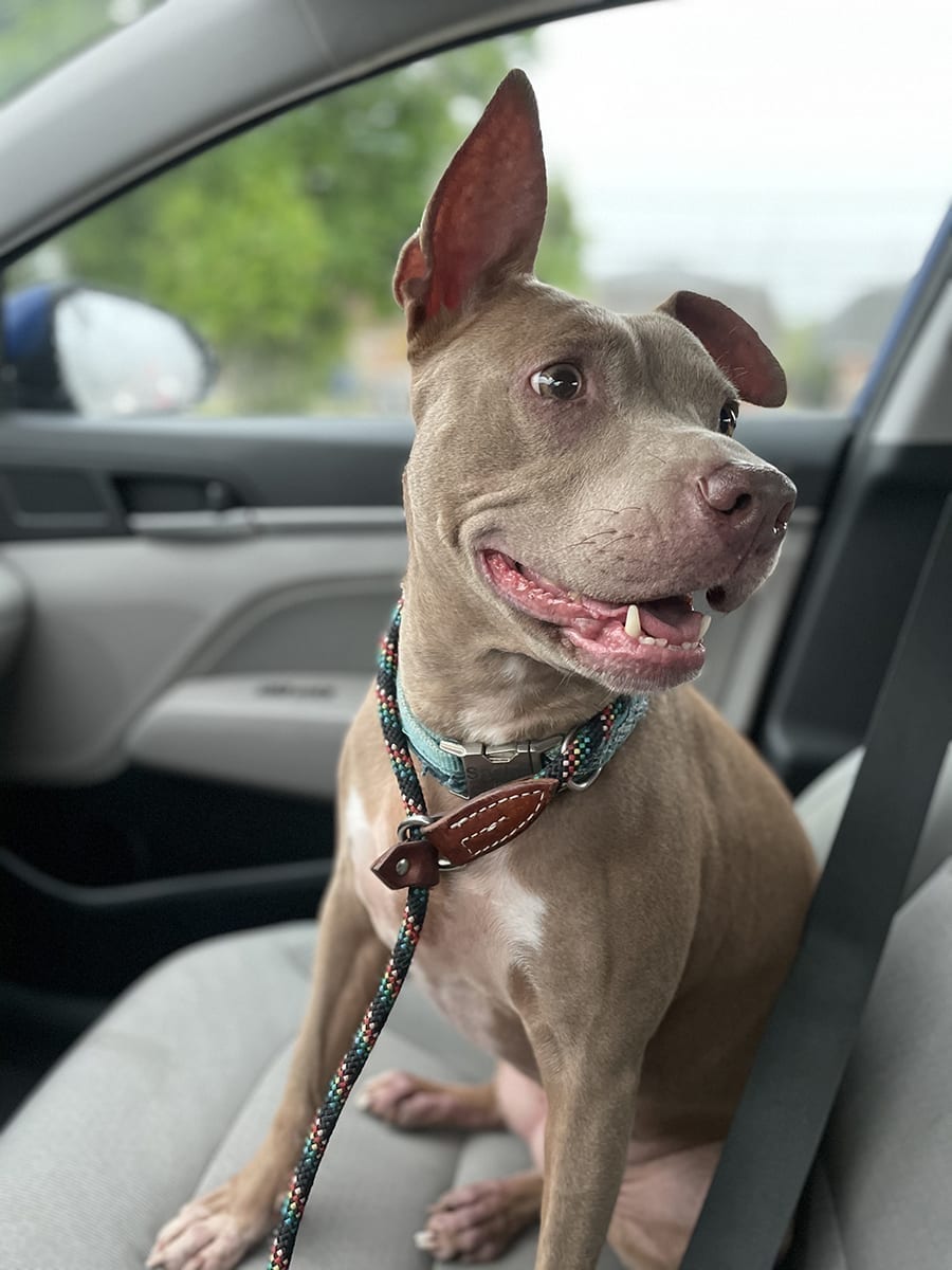 Sasha, a large gray-brown dog with a happy smile, looks over her shoulder with one ear up as she rides in the passenger seat of a car. She looks like she's having a great day.