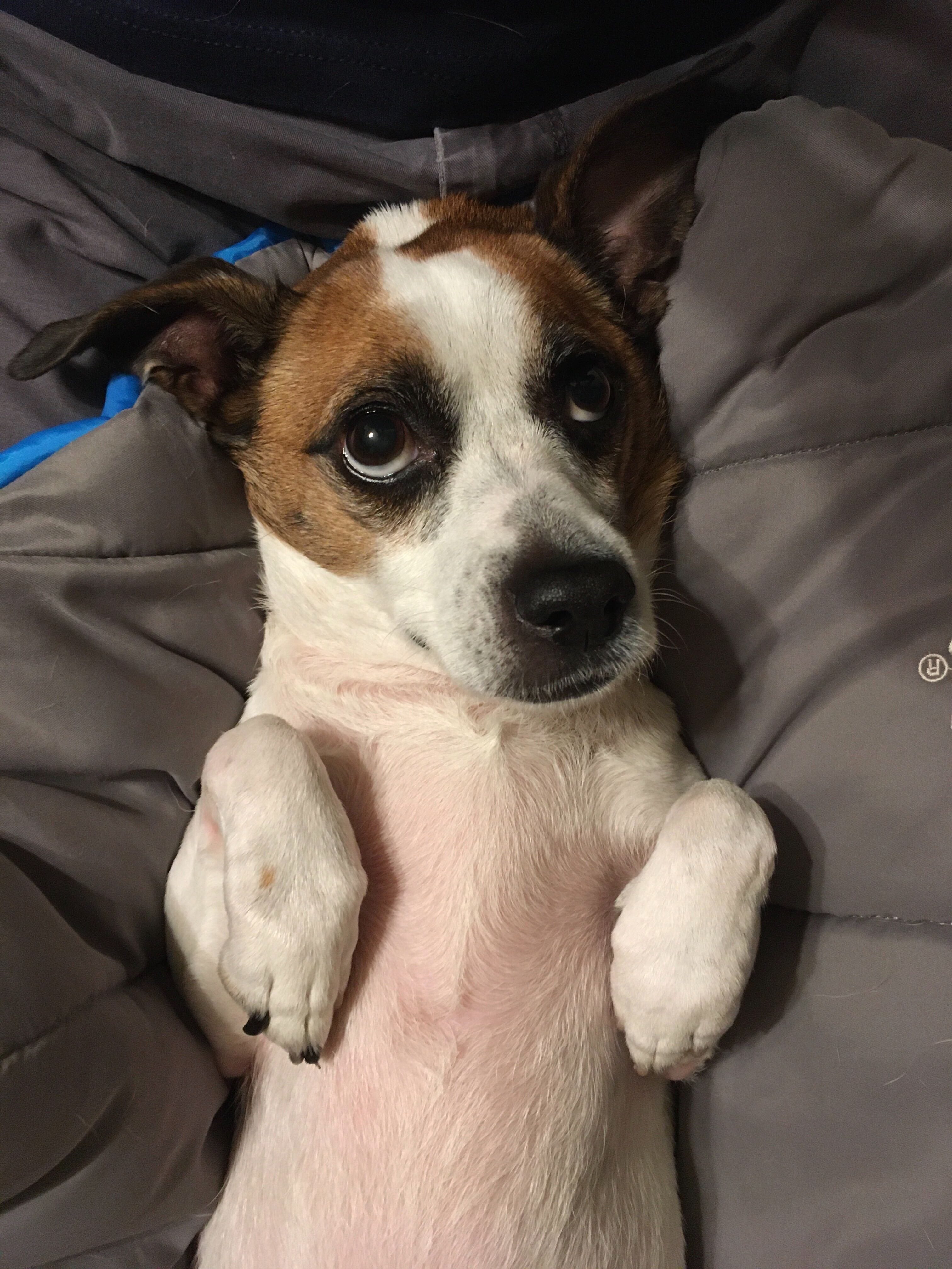 Jetta is a brown-and-white dog with sweet eyes, lying on her back and looking up at the camera with a gentle air.