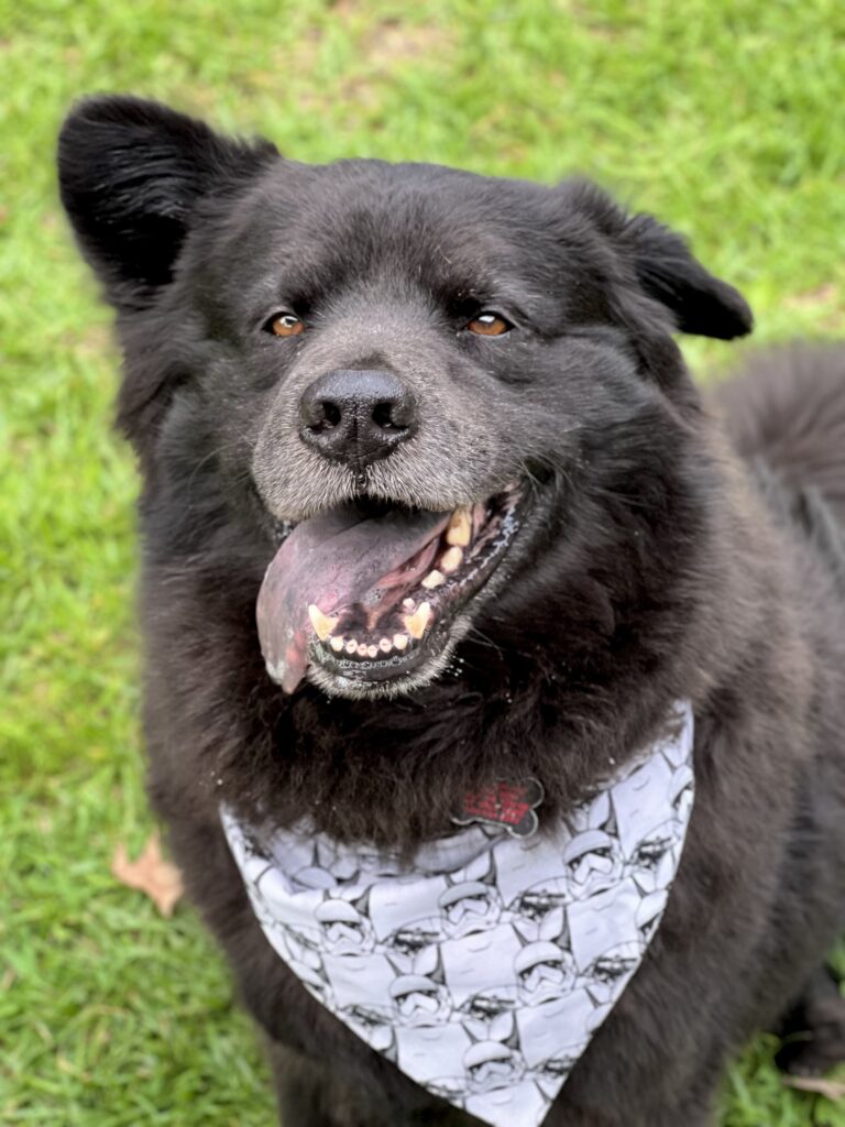 Kylo is a large fluffy black dog wearing a white bandanna with a Star Wars Stormtrooper pattern. She has one ear up and a big tongue-out smile.
