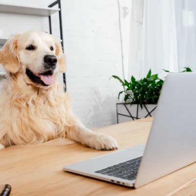 Dog in front of laptop