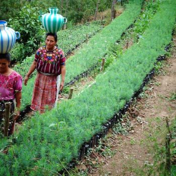 Guatemalan women carrying vases on their heads