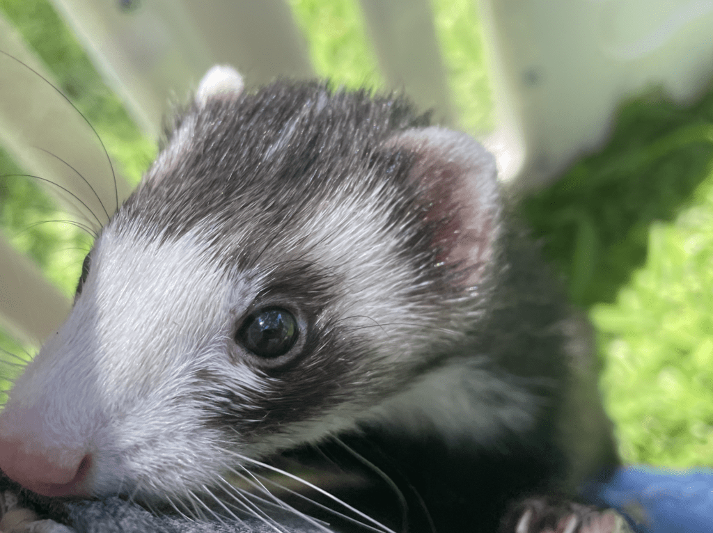A ferret with white and brown markings on her face looks off to the side curiously. Behind her is a background of green grass and a white fence.