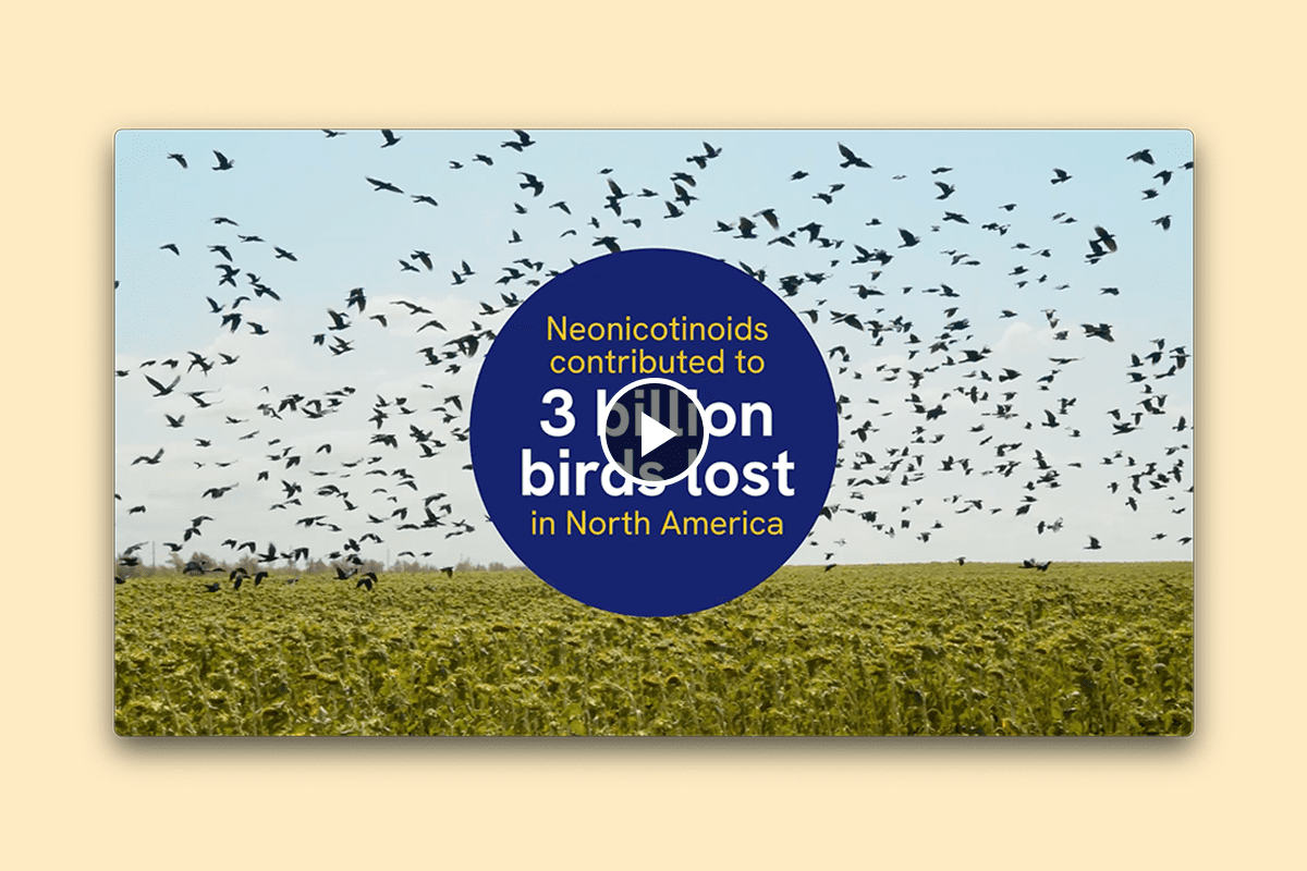 Preview of ABC video, with screen displaying message "Neonicotinoids contributed to 3 billion birds lost in North America."