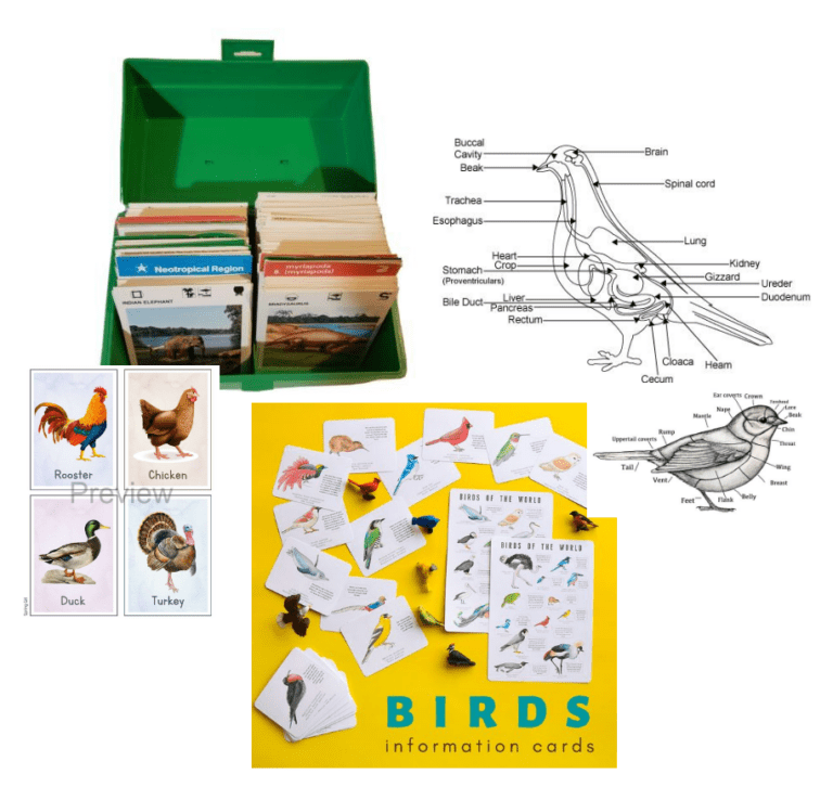 Inspiration images for ABC videos, including bird flashcards and anatomical illustrations