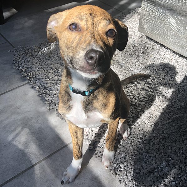 Korra is a brown, black, and white dog smiling up at the camera in a friendly way, sitting in a sunny spot on a gray rug indoors.