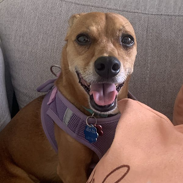 Pippen is a small light-brown dog with a purple harness, sitting on a gray couch indoors and smiling happily at the camera.