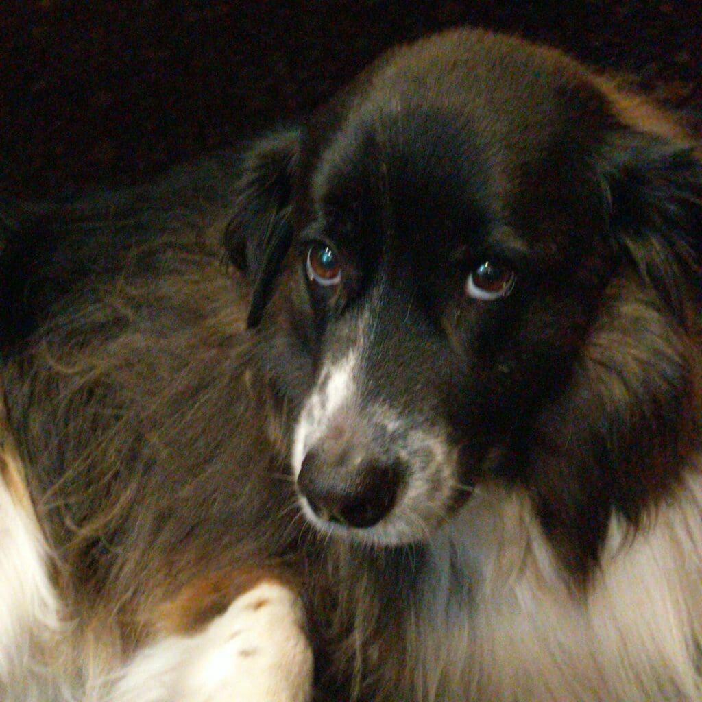 Dr. Pepper is a beautiful dog with long brown-and-white fur. She is looking curiously up at the camera with large brown eyes.