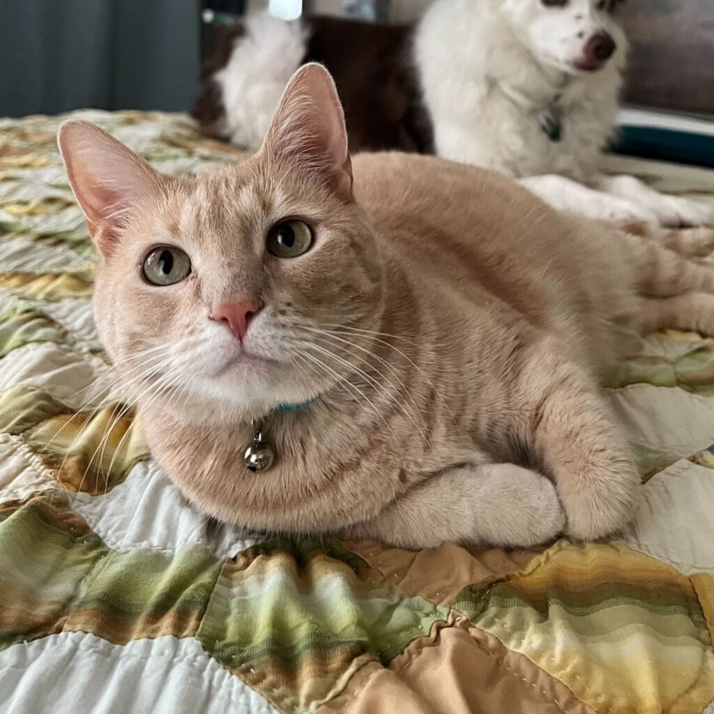 Ghost, Bri's cat