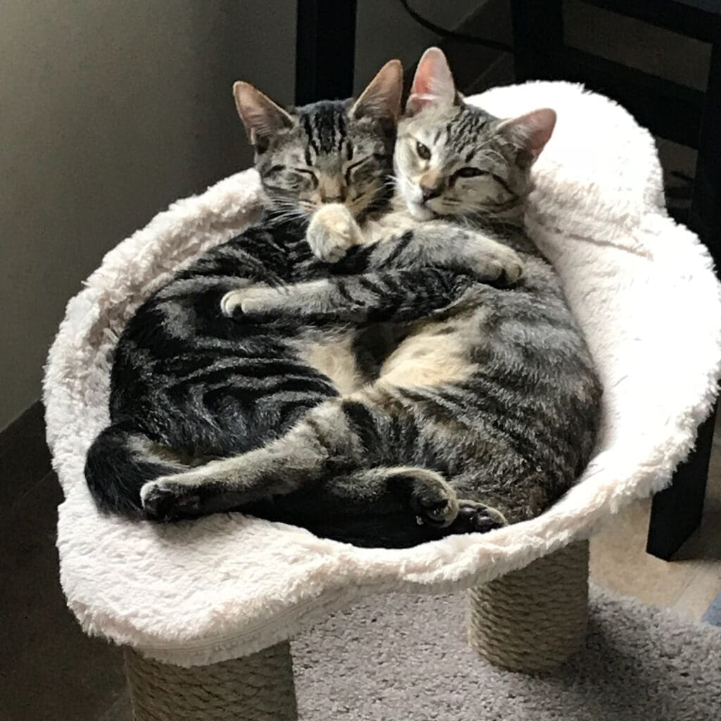 Bea & Jama, Flynn's cats
