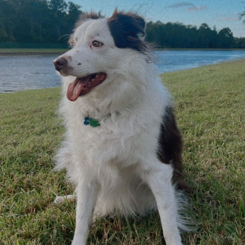 Rocket, Bri's dog