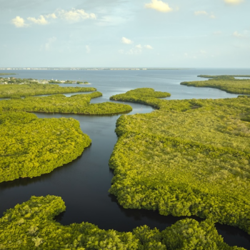 Everglades swamp with green vegetation between water inlets as a representation of the CRCL nonprofit.